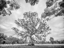 Woodlands Dame